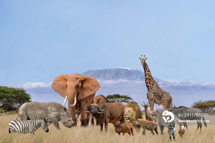 Group of African safari animals stand together in savanna with background of Kilimanjaro in wildlife conservation concept