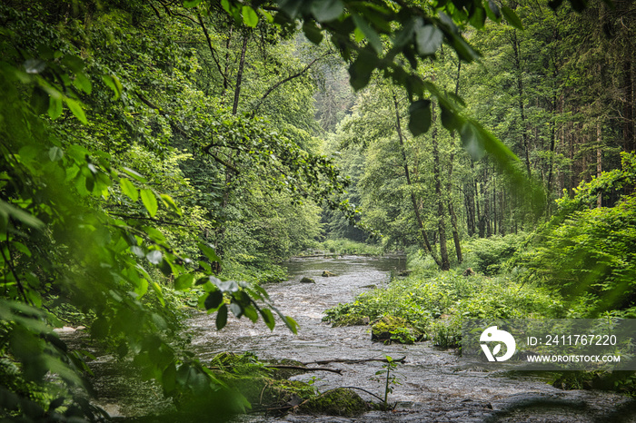 A small river in the bavarian forest