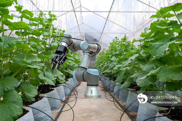 Smart robot installed on melon greenhouse for work