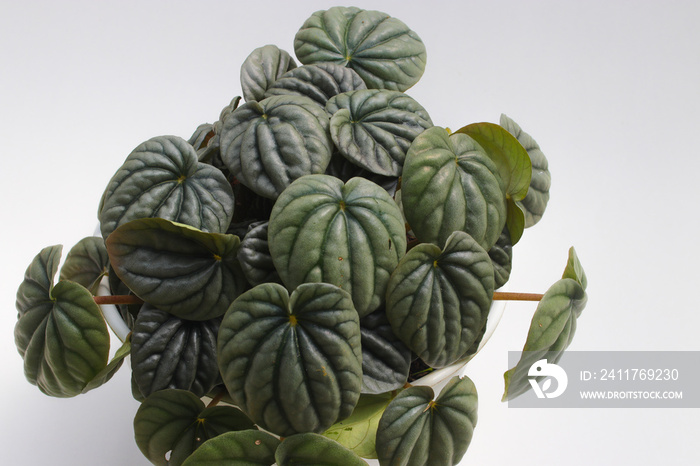 Peperomia caperata with dark green leaves on white pot isolated on white background. Minimalist houseplant for home decor stock images.