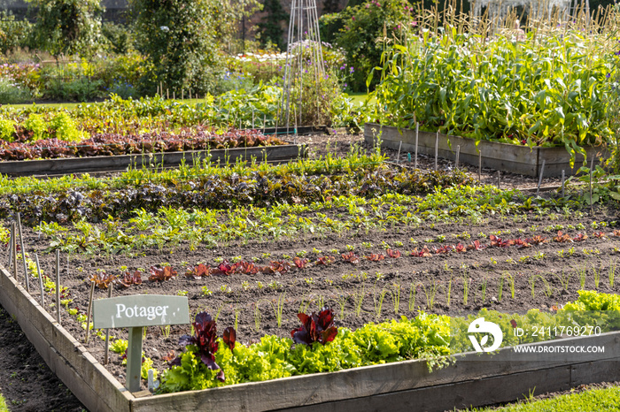 Potager garden with symmetrical garden beds growing rows of vegetables with flowers, fruit and herbs intermingled.