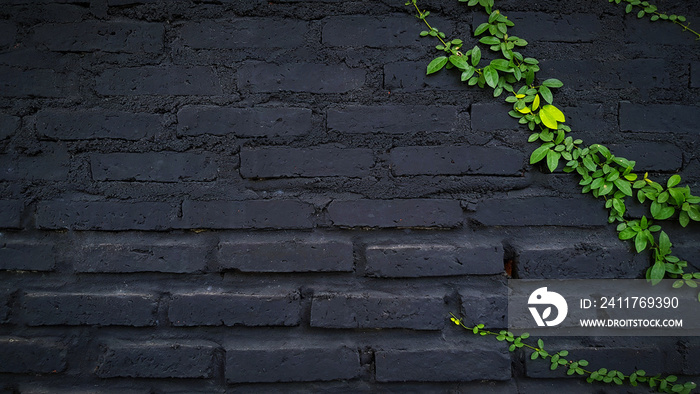 Green vine, creeping plant on black brick wall background with copy space. Leaves on painted wallpaper. Structure and Beauty in nature concept.