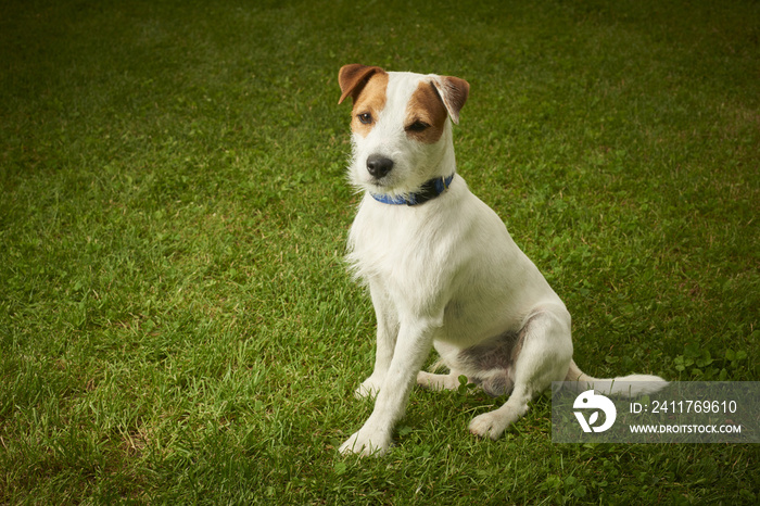 Jack Russell Parson Terrier dog sitting on grass lawn