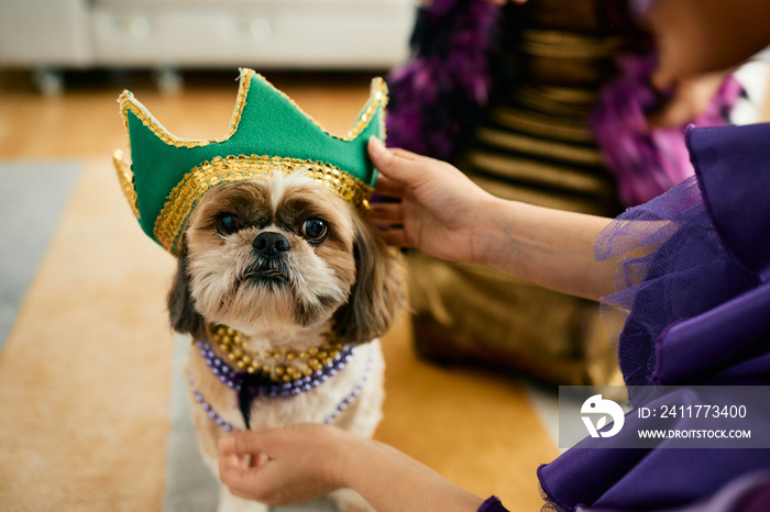 Mardi Gras dog looks at camera while his owner is putting a crown on his head.