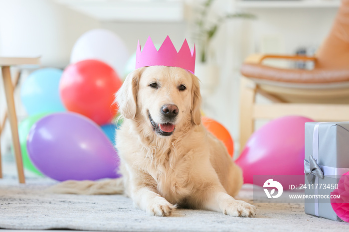 Adorable dog celebrating birthday at home