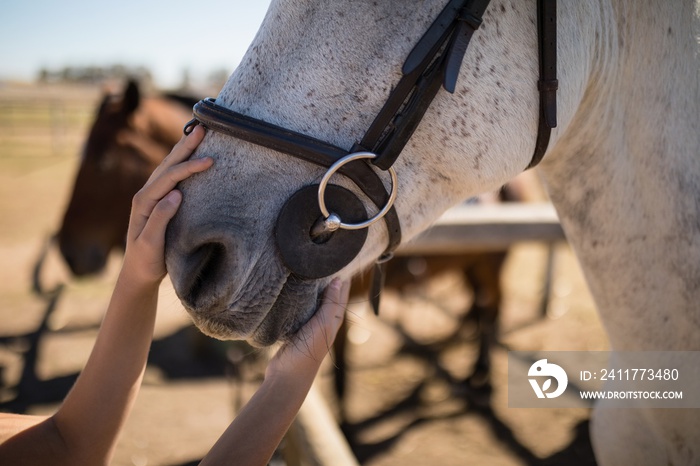 Hand caressing white horses mouth