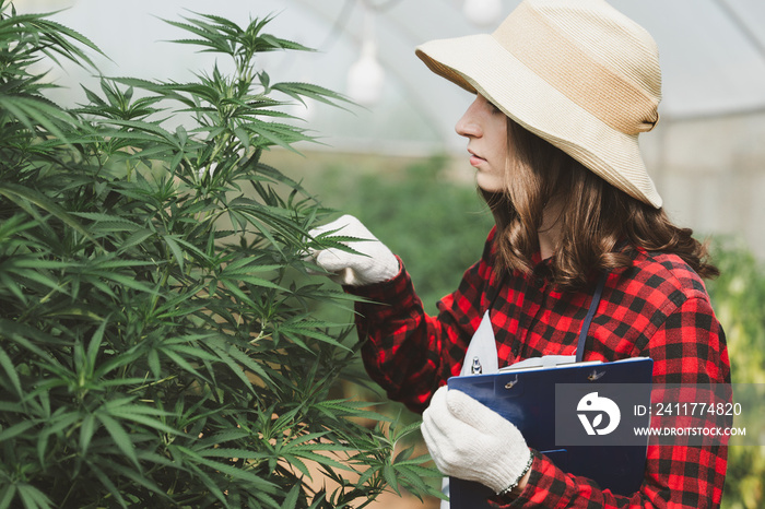 A female farmer holding a folder in her hand To store the data of the plant, cannabis leaves for analysis. organic farming concept in the greenhouse