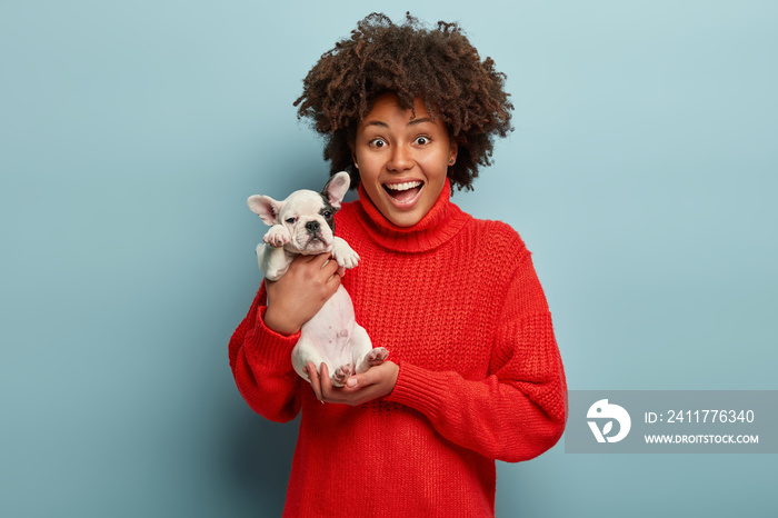 Love between ownner and dog. Mirthful dark skinned woman holds bulldog puppy, has fun in studio, has overjoyed surprised expression as gets pet from boyfriend, isolated over blue background.