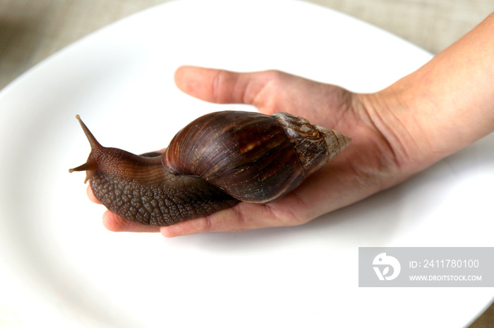 Giant African Land Snail - Achatina fulica