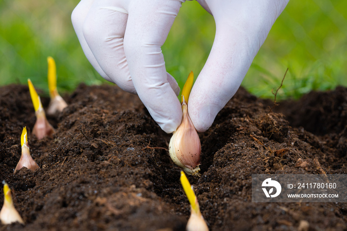 the farmer’s hand is planting garlic in the vegetable garden. close-up.