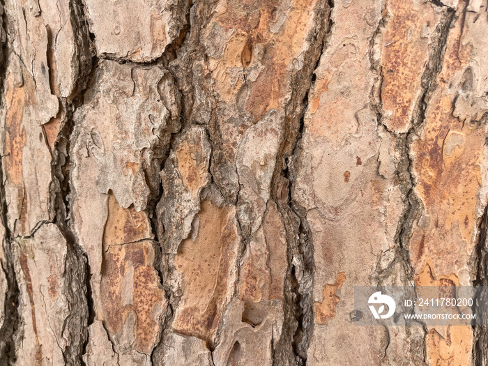 The bark of a tree with an unusual pattern on a large plan.