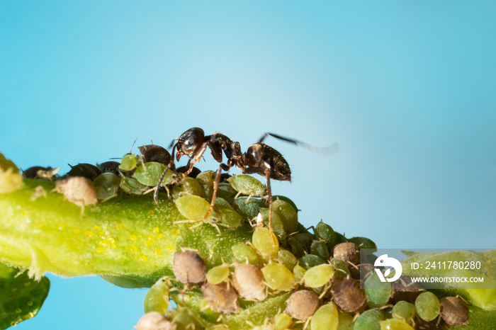 Colony of aphids and ants on garden plants