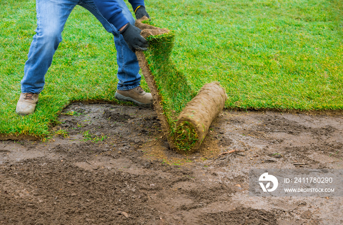 Landscaping laying new sod a backyard green lawn grass in rolls