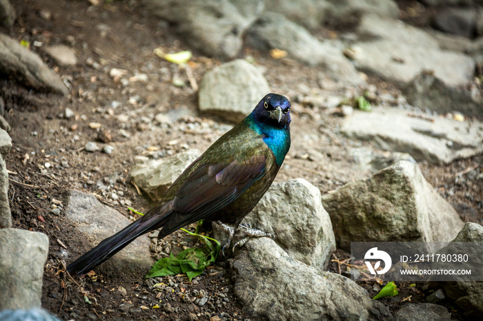 Beautiful common Grackle on riverbank.