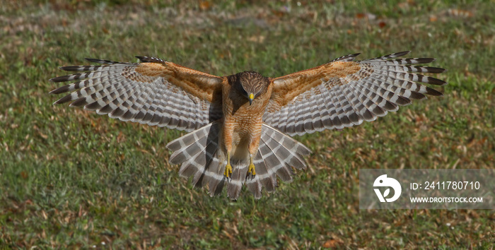 Red shouldered Hawk (Buteo lineatus) landing on prey, wings extended, great detail, perfect lighting