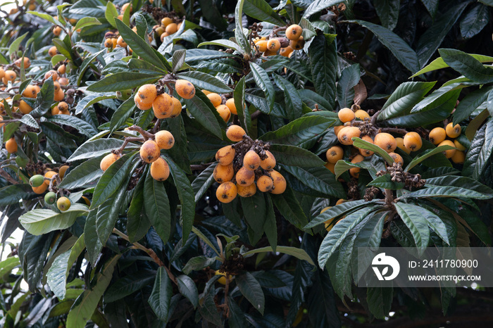 Japanese loquat with ripe fruits