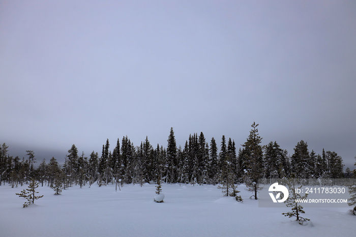 Scandinavian Winterforest