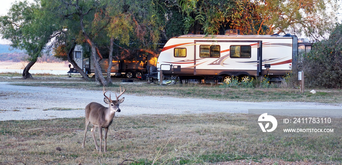 Camping in Texas with Wildlife.