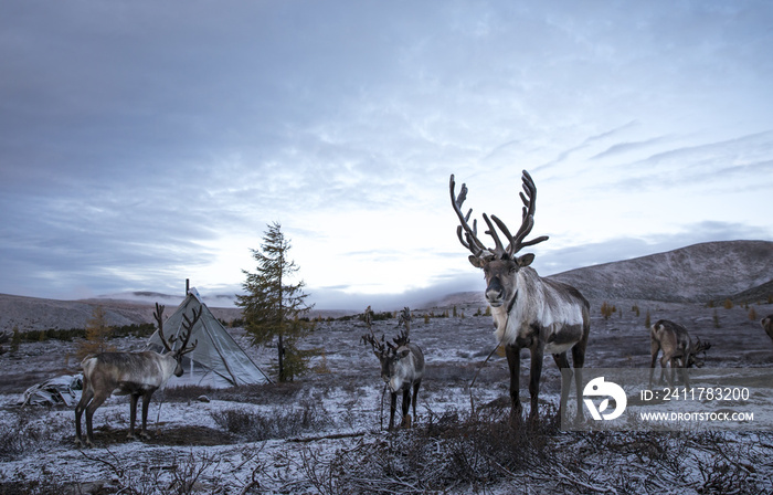 rein deer in a snow in northern Mongolia