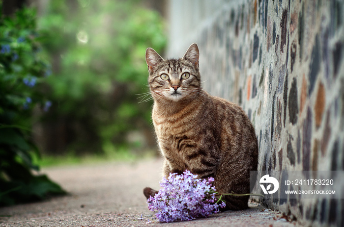 striped cat portrait with flowers