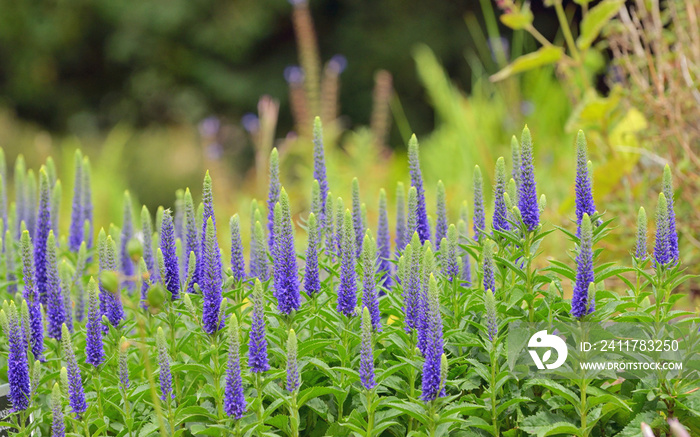 Purple Veronica spicata flowers