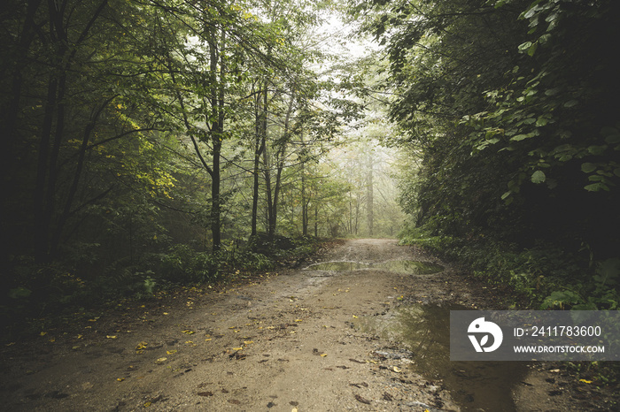 Road through the misty woods