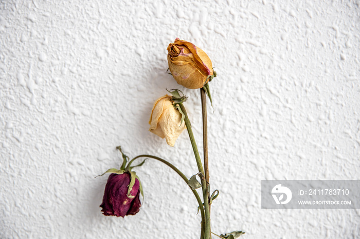 Dry rose flowers