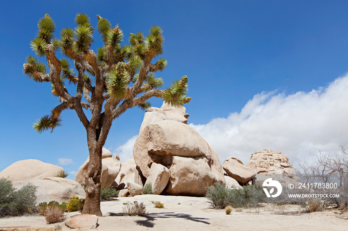 joshua tree national park