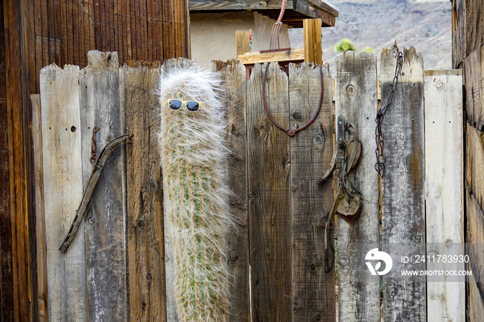 CLOSE UP: Funny shot of a big hairy cactus with yellow sunglasses in Pioneertown