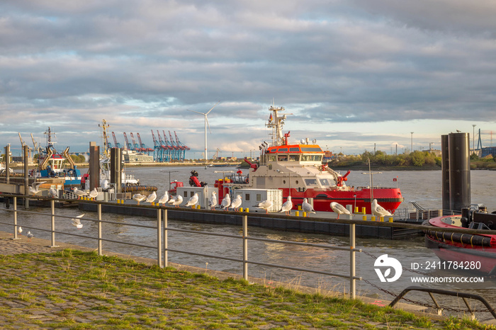 Viele Möwen sitzen auf einem Geländer am Hamburger Hafen vor einem Feuerwehrschiff