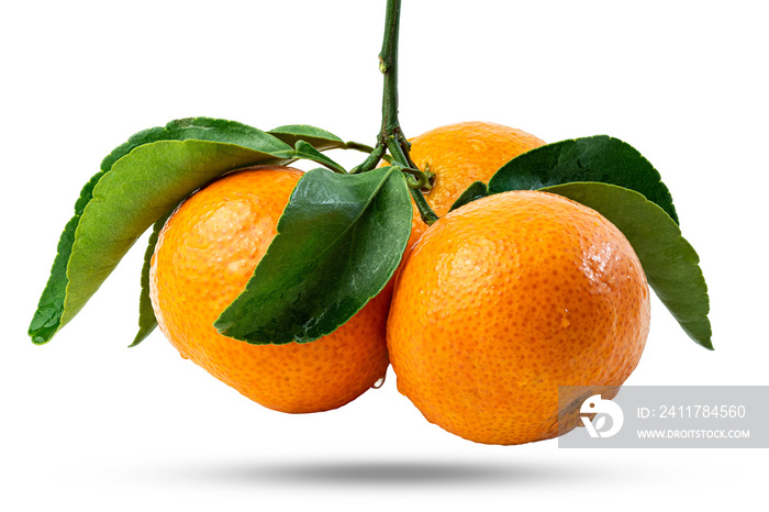 Branch of three Tangerines or clementines with green leaf with green leaves isolated on white background.