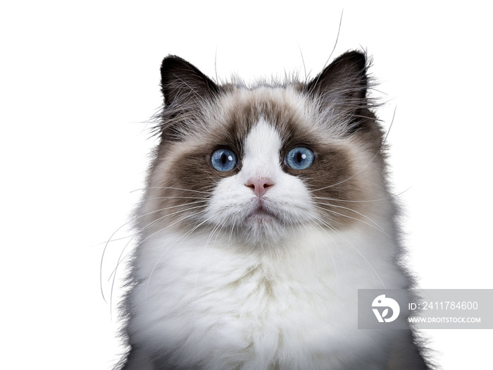 Head shot of young adult Ragdoll cat isolated cutout on transparent background FROM DARK BACKGROUND