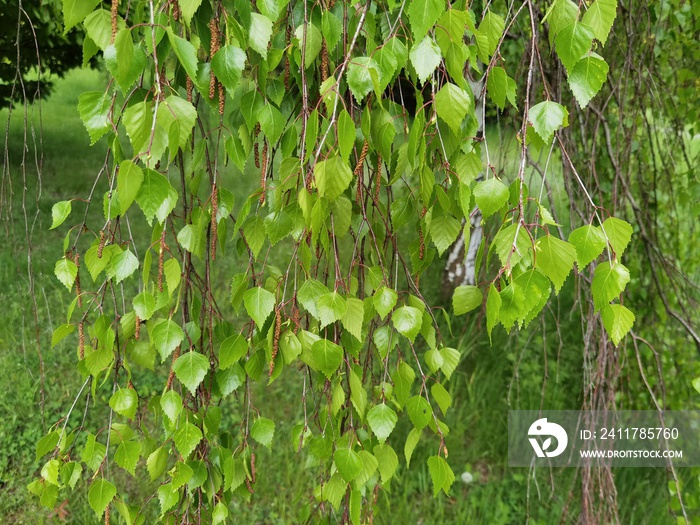 Detail of leafs and blossom of Betula pendula tree, silver birch.