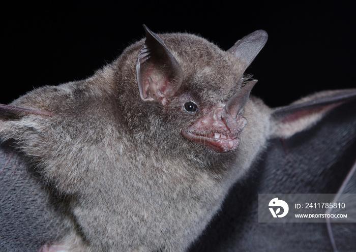 Seba’s short-tailed bat (Carollia perspicillata) is a common and widespread bat species in the family Phyllostomidae.They are found in Central America, South America, and in the Antilles islands.