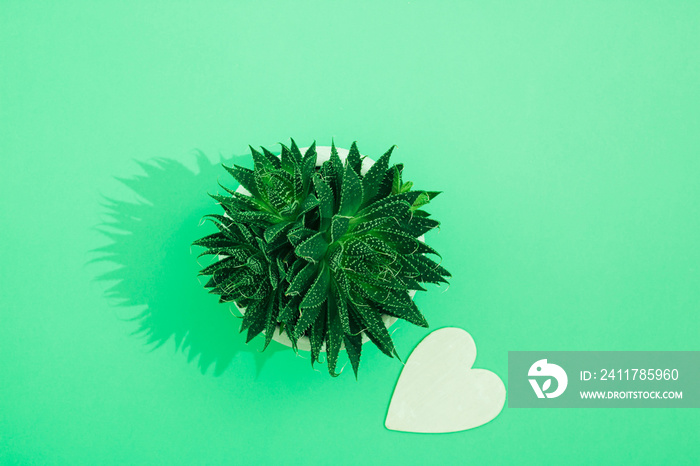 Suculents plants and wooden heart shape on green background.