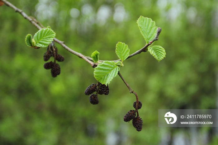 Alnus glutinosa in spring, branch of black alder