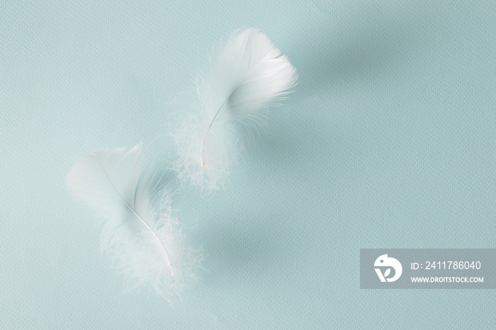 feathers on a colored background.