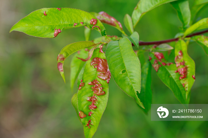 Peach leaf curl