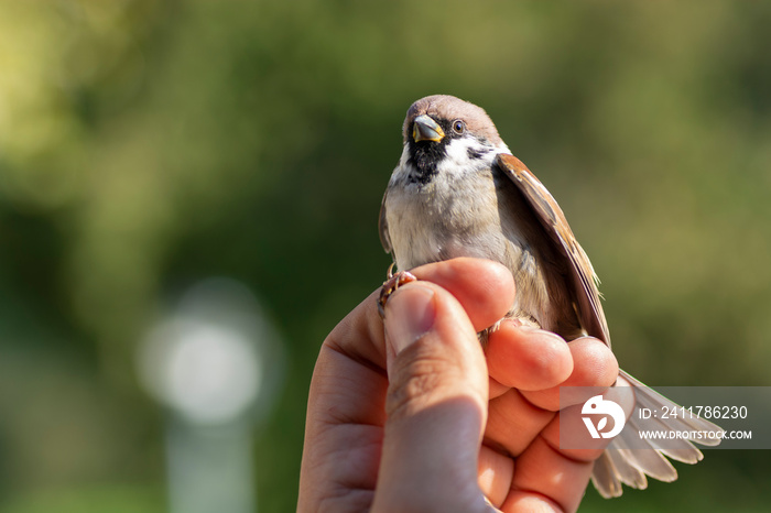 Scientist holding a male Eurasian tree sparrow during a bird ringing session