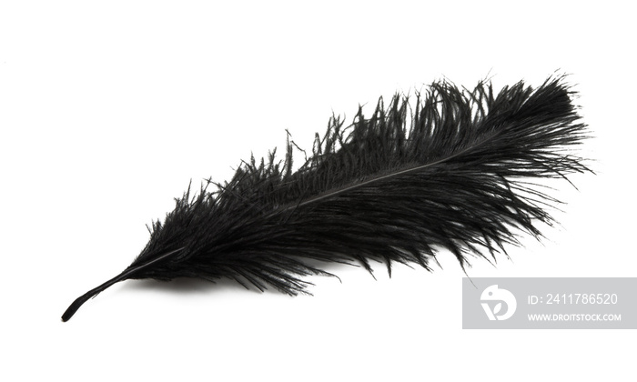 color ostrich feather isolated