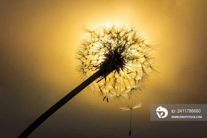 Dandelion on the meadow at sunlight background