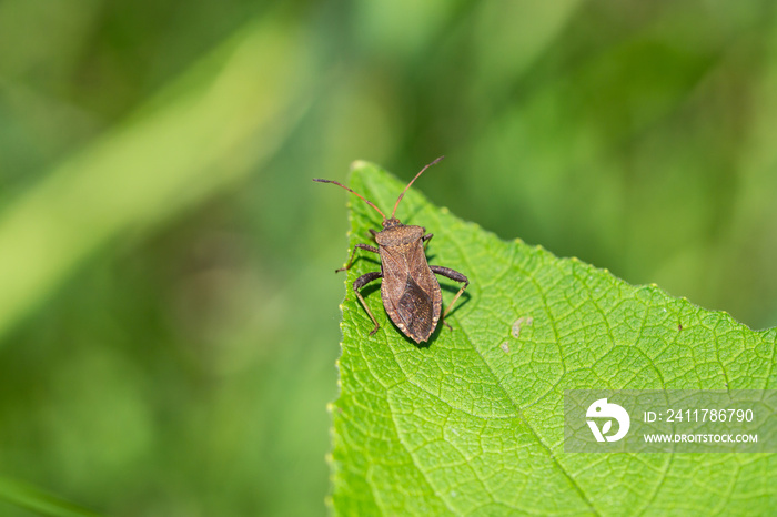 Helmeted Squash Bug in Springtime