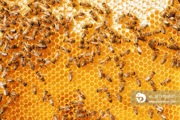 bees on honeycomb, abstract natural background or texture.