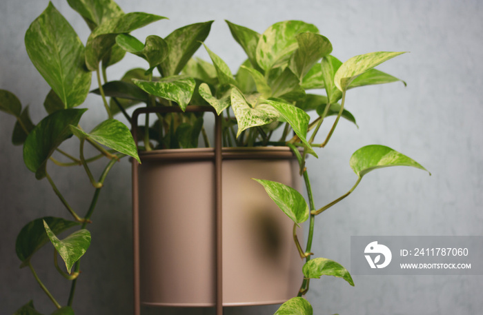 Epipremnum golden, Epipremnum aureum is a deciduous climbing plant of Araceae family. A plant with green heart-shaped leaves grown in a grey pot at home. Plant grows in stylish flower pot indoors.