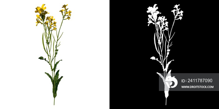 Front view of Plant (Bermuda Buttercup Oxalis pes-caprae 1) Tree png with alpha channel to cutout made with 3D render