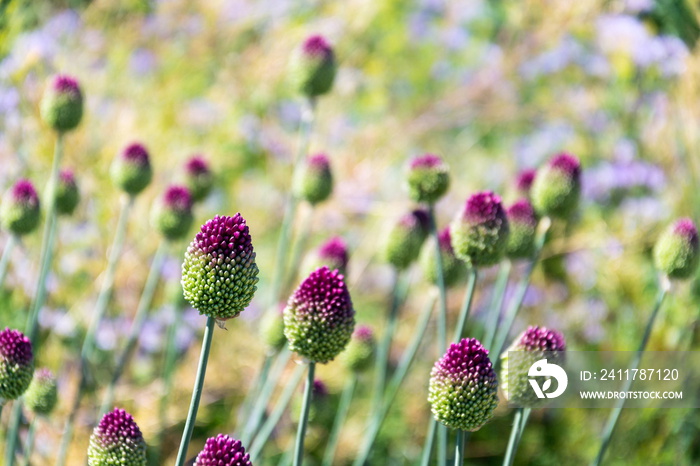 Beautiful purple green blooming round-headed garlic flower, allium sphaerocephalon on blurred summer meadow background, sunny day