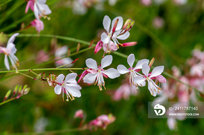 Gaura lindheimeri clockweed beeblossom Whirling Butterflies white flowers petals in bloom, long flowering indian feather plants