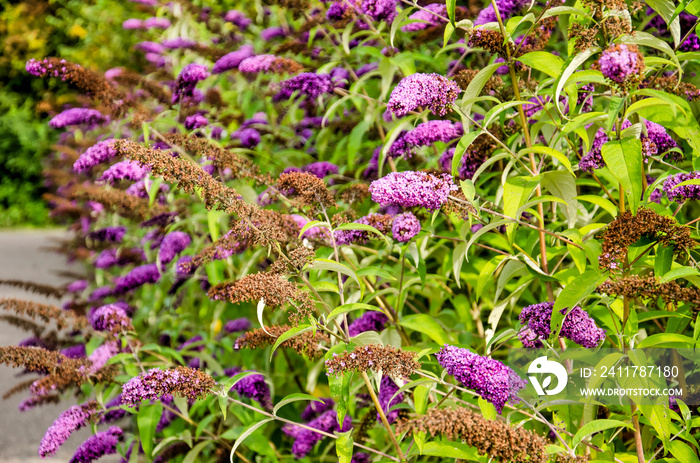 Number of Buddleja davidii bushes, also known as butterfly bushes, with purple flowers, on a summer day