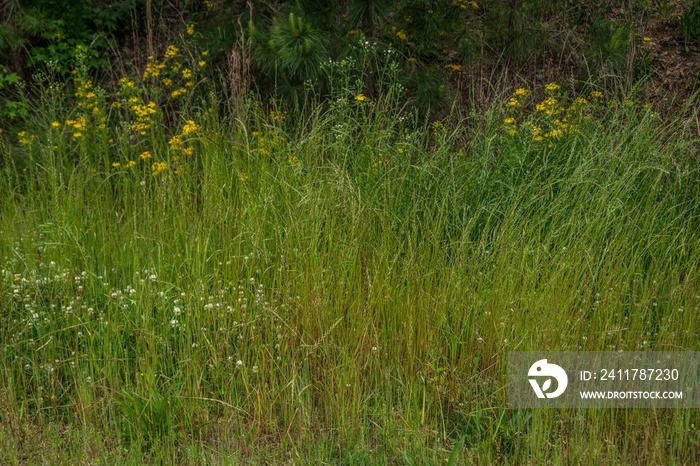 Prairie tall grasses and wildflowers