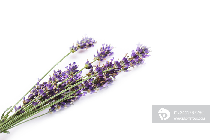 Bouquet of lavender on a white background for aromatheraphy, spa, cosmetic, relaxation or herbal tharapies